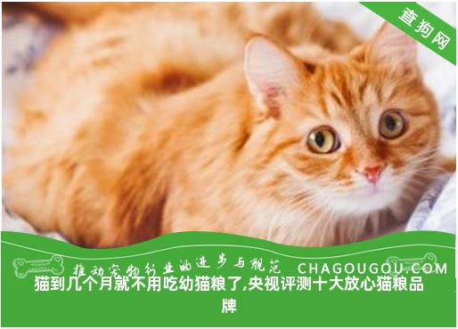 猫到几个月就不用吃幼猫粮了,央视评测十大放心猫粮品牌