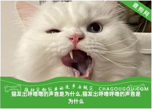 猫发出呼噜噜的声音是为什么,猫发出呼噜呼噜的声音是为什么