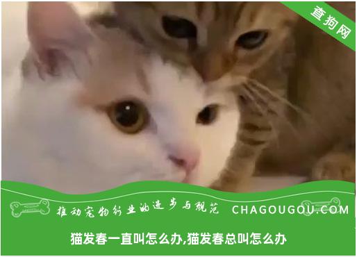 猫发春一直叫怎么办,猫发春总叫怎么办