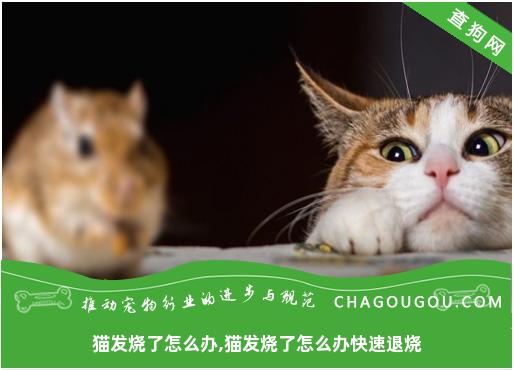 猫发烧了怎么办,猫发烧了怎么办快速退烧