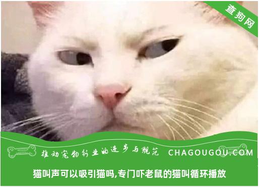 猫叫声可以吸引猫吗,专门吓老鼠的猫叫循环播放