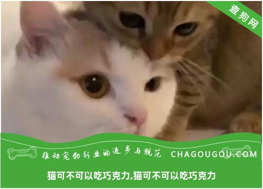 猫可不可以吃巧克力,猫可不可以吃巧克力