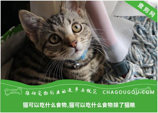 猫可以吃什么食物,猫可以吃什么食物除了猫粮