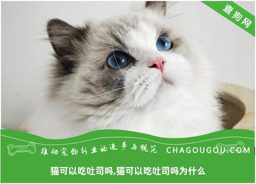 猫可以吃吐司吗,猫可以吃吐司吗为什么