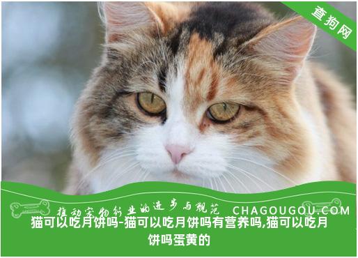 猫可以吃月饼吗-猫可以吃月饼吗有营养吗,猫可以吃月饼吗蛋黄的