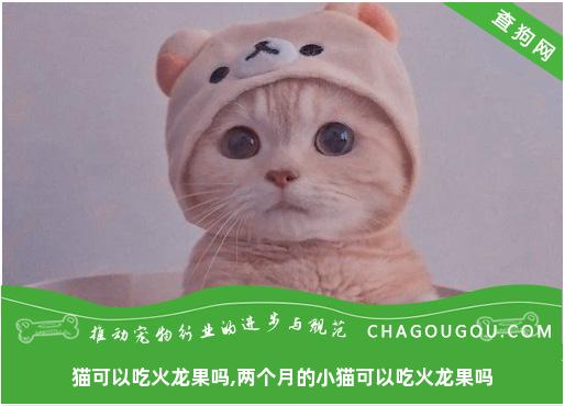 猫可以吃火龙果吗,两个月的小猫可以吃火龙果吗