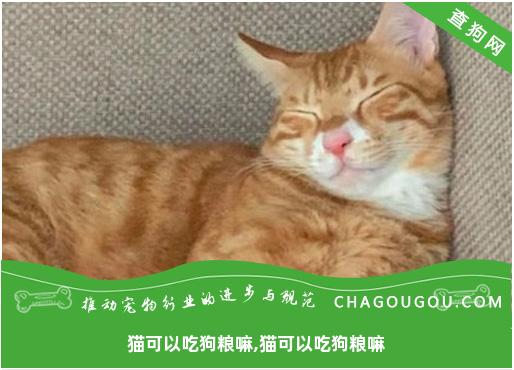 猫可以吃狗粮嘛,猫可以吃狗粮嘛