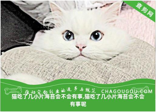 猫吃了几小片海苔会不会有事,猫吃了几小片海苔会不会有事呢