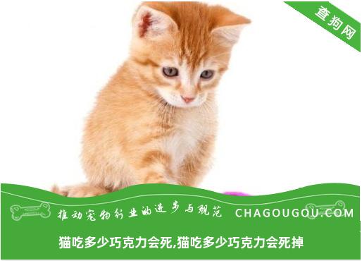 猫吃多少巧克力会死,猫吃多少巧克力会死掉