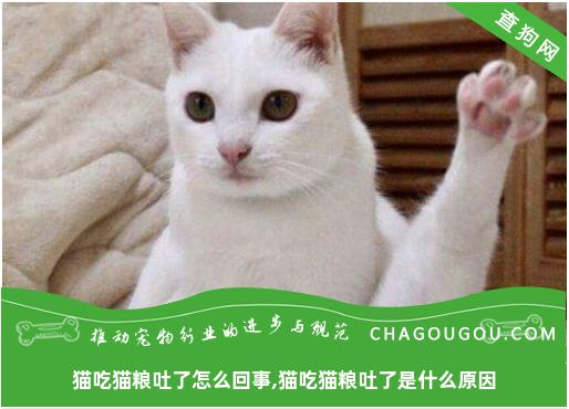 猫吃猫粮吐了怎么回事,猫吃猫粮吐了是什么原因