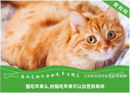 猫吃苹果么,给猫吃苹果可以加营养高吗