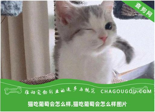 猫吃葡萄会怎么样,猫吃葡萄会怎么样图片