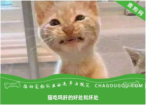 猫吃鸡肝的好处和坏处