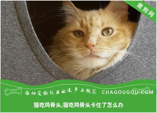 猫吃鸡骨头,猫吃鸡骨头卡住了怎么办