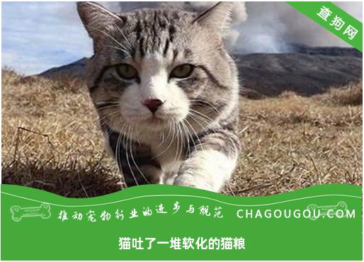 猫吐了一堆软化的猫粮