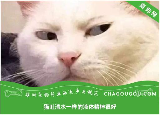 猫吐清水一样的液体精神很好