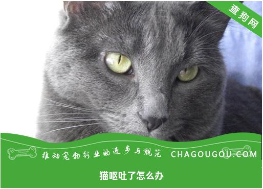 猫呕吐了怎么办