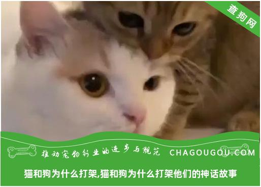 猫和狗为什么打架,猫和狗为什么打架他们的神话故事