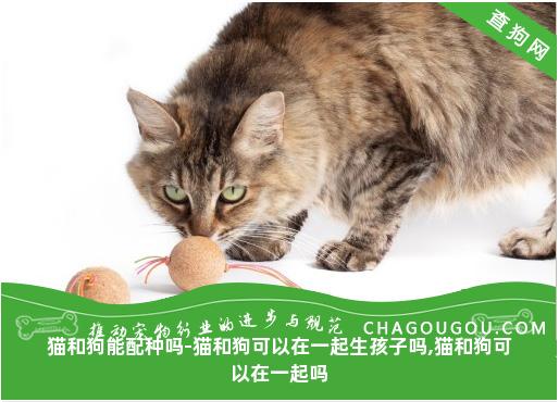 猫和狗能配种吗-猫和狗可以在一起生孩子吗,猫和狗可以在一起吗