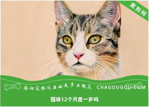 猫咪12个月是一岁吗