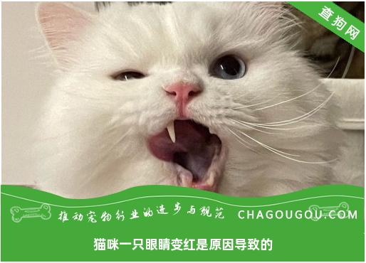 猫咪一只眼睛变红是原因导致的