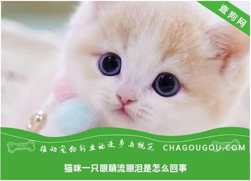 猫咪一只眼睛流眼泪是怎么回事