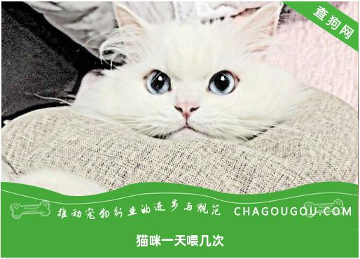 猫咪一天喂几次