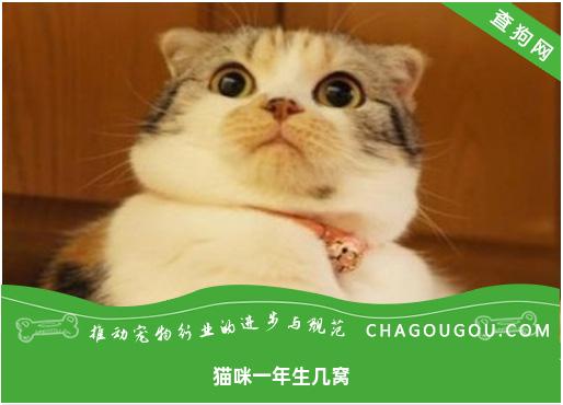 猫咪一年生几窝