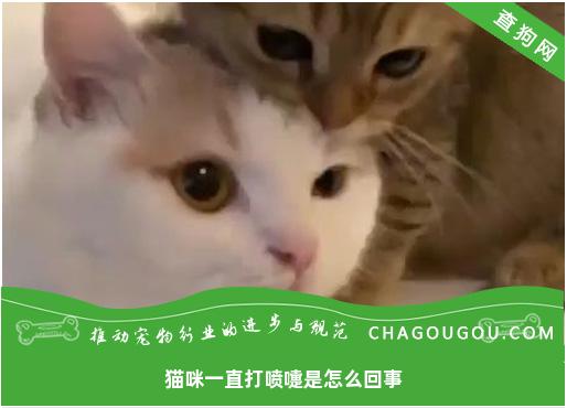 猫咪一直打喷嚏是怎么回事