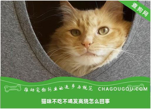 猫咪不吃不喝发高烧怎么回事