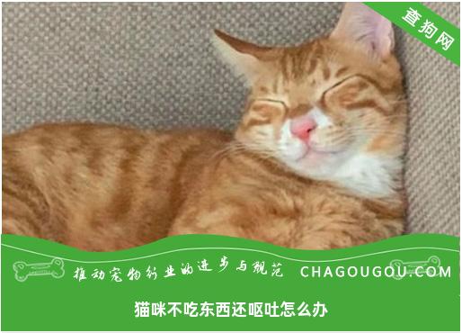 猫咪不吃东西还呕吐怎么办