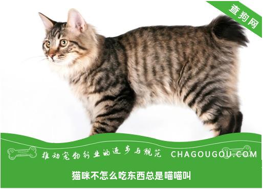 猫咪不怎么吃东西总是喵喵叫