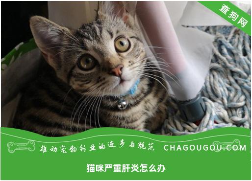 猫咪严重肝炎怎么办