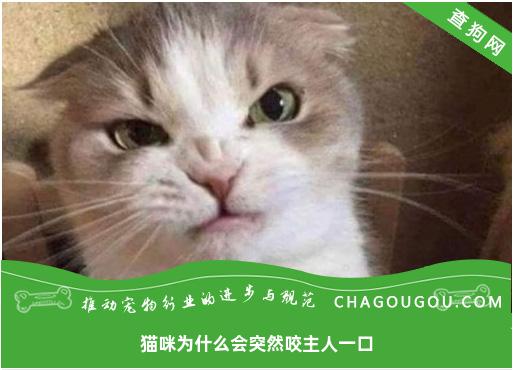 猫咪为什么会突然咬主人一口