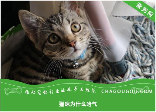 猫咪为什么哈气