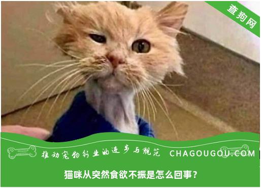 猫咪从突然食欲不振是怎么回事？