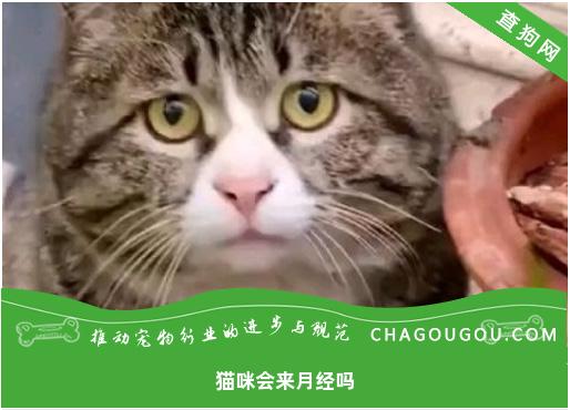 猫咪会来月经吗