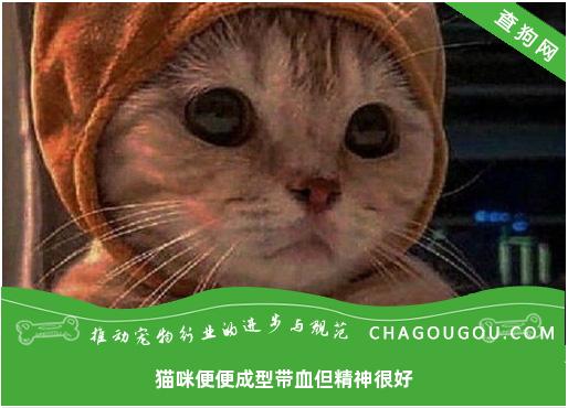 猫咪便便成型带血但精神很好