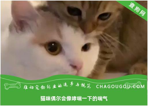 猫咪偶尔会像哮喘一下的喘气