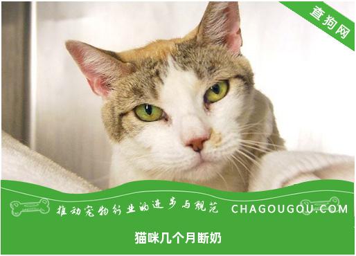 猫咪几个月断奶