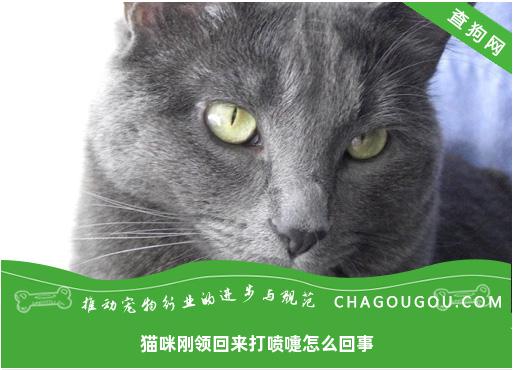 猫咪刚领回来打喷嚏怎么回事