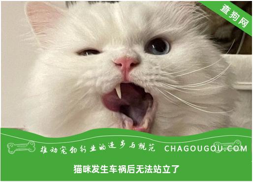 猫咪发生车祸后无法站立了