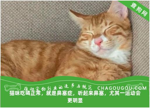 猫咪吃喝正常，就是鼻塞症，听起来鼻塞，尤其一运动会更明显