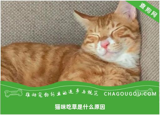 猫咪吃草是什么原因