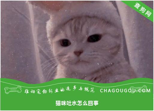 猫咪吐水怎么回事