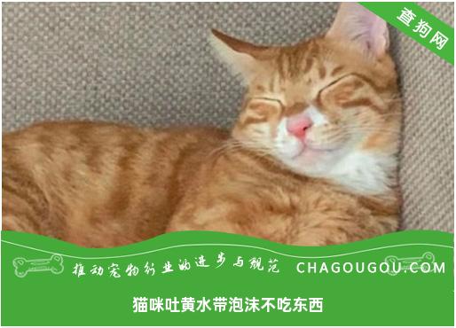 猫咪吐黄水带泡沫不吃东西