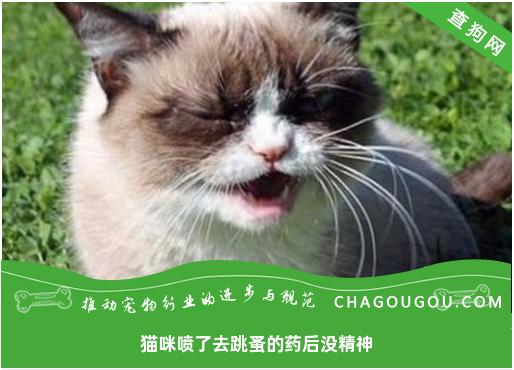 猫咪喷了去跳蚤的药后没精神