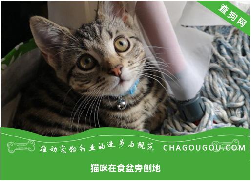 猫咪在食盆旁刨地