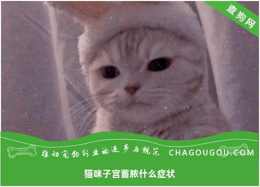 猫咪子宫蓄脓什么症状