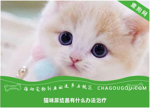 猫咪尿结晶有什么办法治疗